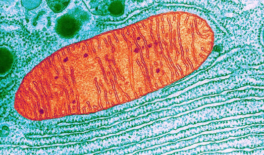 Mitochondria: Your Body's Energy HQ